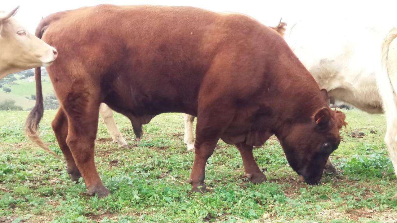 Agroturismo Flores Do Campo Villa Vila Verde de Ficalho Ngoại thất bức ảnh